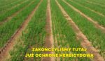 Plantacja cebuli na zakończonym programie herbicydowym