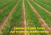 Nawożenie dolistne cebuli po zakończeniu ochrony herbicydowej Plantacja cebuli na zakończonym programie herbicydowym