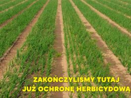 Nawożenie dolistne cebuli po zakończeniu ochrony herbicydowej w regionie Kwidzynia Plantacja cebuli na zakończonym programie herbicydowym