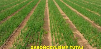 Nawożenie dolistne cebuli po zakończeniu ochrony herbicydowej Plantacja cebuli na zakończonym programie herbicydowym