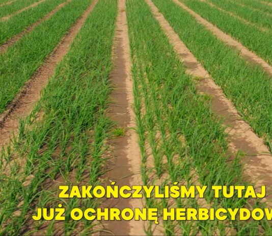 Nawożenie dolistne cebuli po zakończeniu ochrony herbicydowej Plantacja cebuli na zakończonym programie herbicydowym