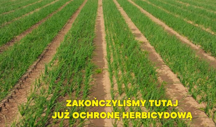 Screenshot Plantacja cebuli na zakończonym programie herbicydowym