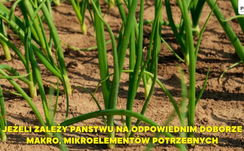 plantacja cebuli