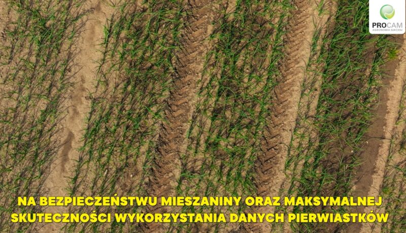 Plantacja cebuli