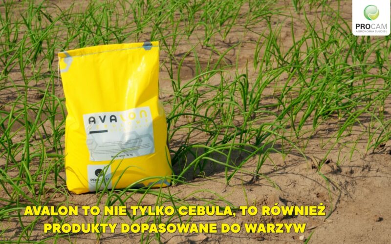 Avalon warzywa