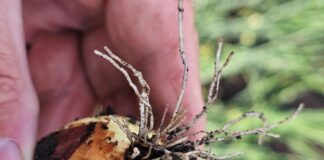 Różowienie korzeni cebuli coraz częściej widoczne na plantacjach. Jak ograniczyć straty?