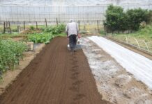 Czy glebogryzarki ogrodowe nadają się do pielęgnacji grządek warzywnych i rabat kwiatowych?