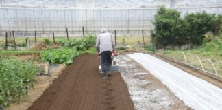 Czy glebogryzarki ogrodowe nadają się do pielęgnacji grządek warzywnych i rabat kwiatowych?