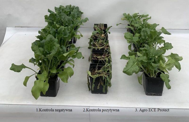 Fot. 1. Po lewej rośliny, które rosły w optymalnej temperaturze. Rośliny po środku, które rosły w optymalnej temperaturze i zostały przeniesione na 3 dni do temperatury 35°C. Rośliny po prawej rosły w optymalnej temperaturze, zostały opryskane Agro ECA Protect i zostały przeniesione na 3 dni do temperatury 35°C. Badania wykonane w Instytucie Ochrony Roślin w Poznaniu w 2025 roku: roślina burak cukrowy