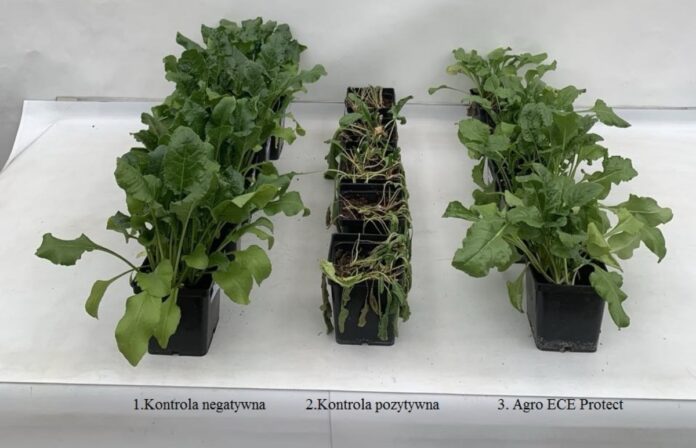 agro_smart_lab_Fot. 1 Uszkodzenia buraka cukrowego w wyniku upałów_1