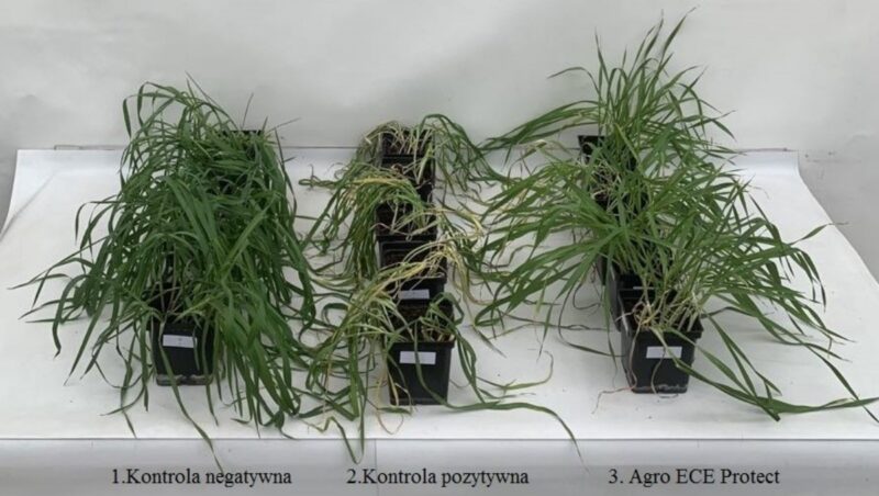 Fot. 2. Po lewej rośliny, które rosły w optymalnej temperaturze. Rośliny po środku, które rosły w optymalnej temperaturze i zostały przeniesione na 3 dni do temperatury 35°C. Rośliny po prawej rosły w optymalnej temperaturze, zostały opryskane Agro ECA Protect i zostały przeniesione na 3 dni do temperatury 35°C. Badania wykonane w Instytucie Ochrony Roślin w Poznaniu w 2025 roku: jęczmień