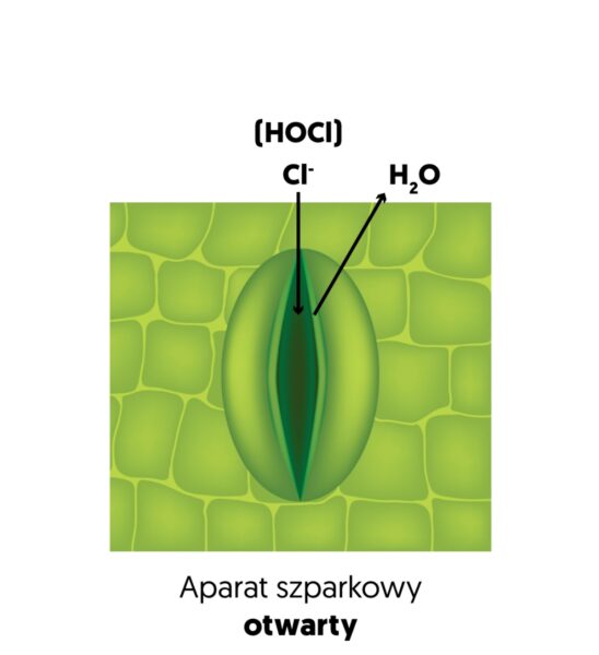 Rysunek 1. Schemat otwierania aparatów szparkowych za pomocą kwasu podchlorawego (HOCl)