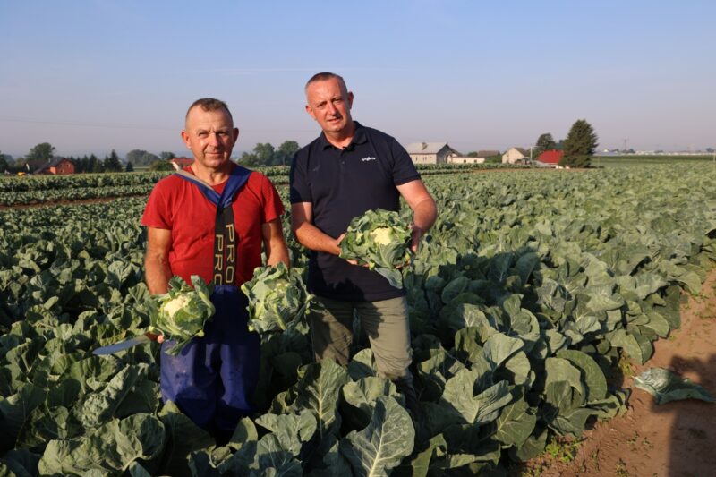 Tomasz Łuczywo i Rafał Żmuda w upalny poranek podczas zbioru kalafiorów