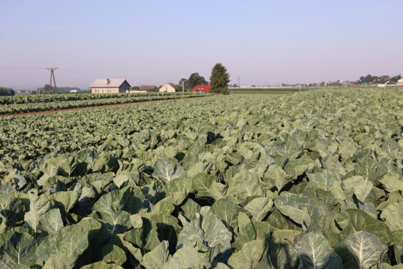 Doskonała kondycja kalafiorów z firmy Syngenta