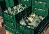 Kalafiory już po 3 euro za sztukę. Upały ograniczają zbiory w Europie kalafior