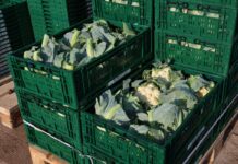 Kalafiory już po 3 euro za sztukę. Upały ograniczają zbiory w Europie kalafior