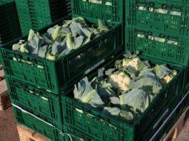 Kalafiory już po 3 euro za sztukę. Upały ograniczają zbiory w Europie kalafior