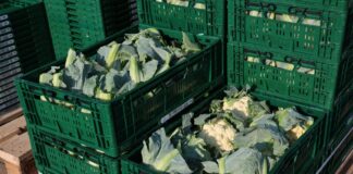 Kalafiory już po 3 euro za sztukę. Upały ograniczają zbiory w Europie kalafior