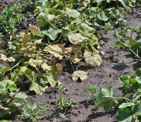 Przędziorek chmielowiec szybko rozwija się na plantacjach ogórków. Po upałach warto sprawdzić liście
