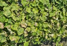 Mączniak rzekomy coraz częściej pojawia się na plantacjach ogórków. Pierwsze ogniska szybko się rozprzestrzeniają