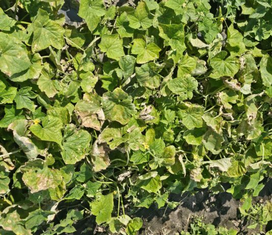Mączniak rzekomy coraz częściej pojawia się na plantacjach ogórków. Pierwsze ogniska szybko się rozprzestrzeniają