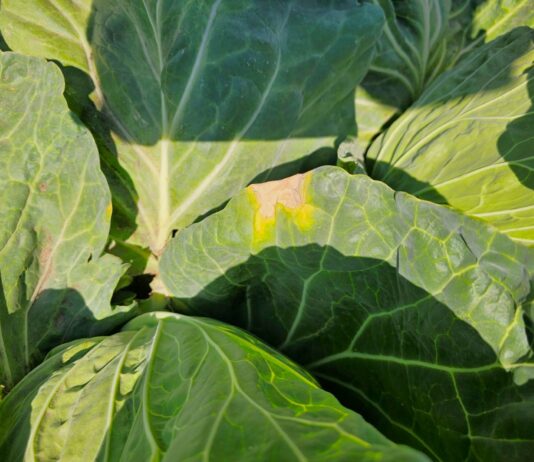 Xanthomonas na kapuście głowiastej – pierwsze objawy pojawiają się po intensywnych opadach