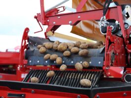 Rumunia dopłaci producentom ziemniaków. Do 300 euro na hektar