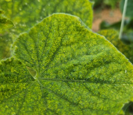 Przędziorki nie odpuszczają. Jak zatrzymać ich żerowanie na plantacji?