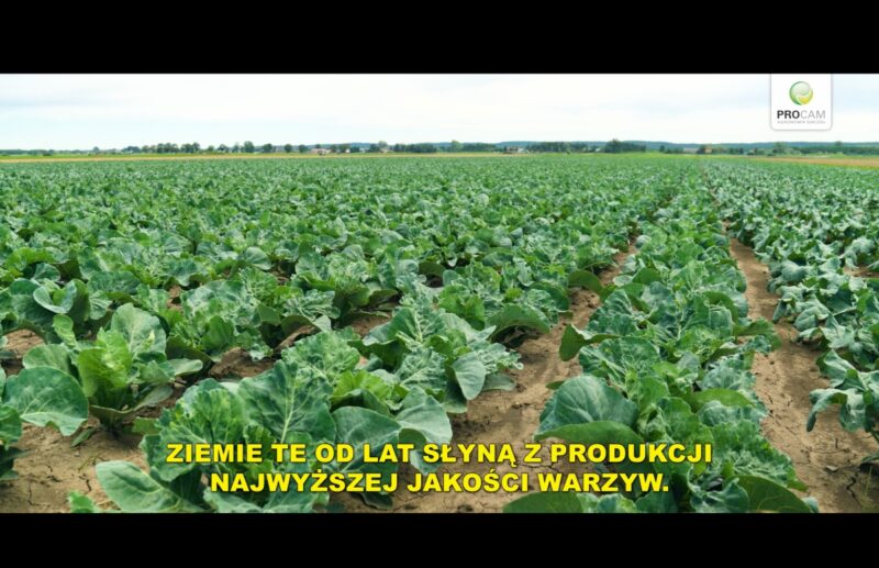 Kwidzyński Dzień Warzyw