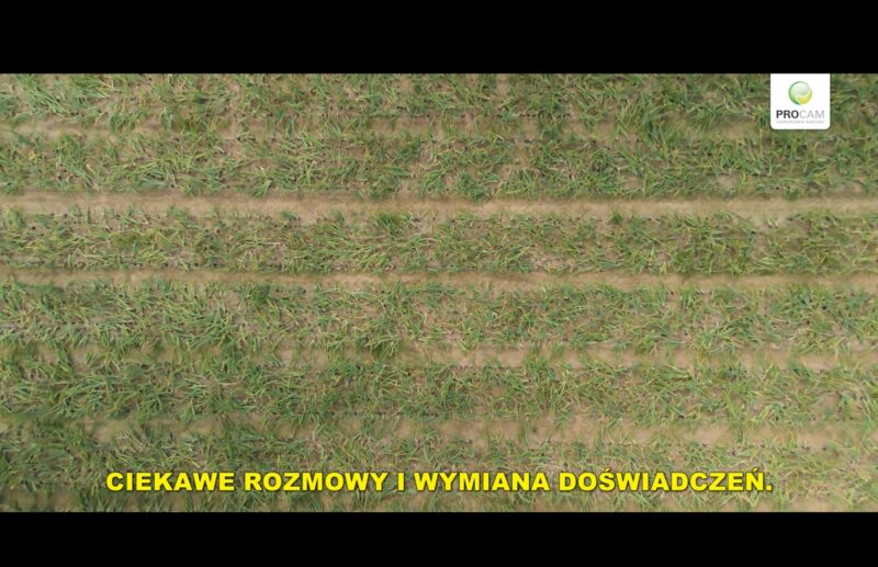 Kwidzyński Dzień Warzyw