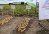 Odmiany ziemniaka PMHZ – nowe propozycje skrobiowe i sprawdzone odmiany jadalne