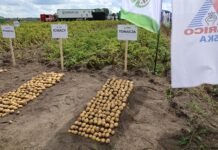 Odmiany ziemniaka PMHZ – nowe propozycje skrobiowe i sprawdzone odmiany jadalne