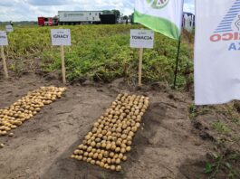 Odmiany ziemniaka PMHZ – nowe propozycje skrobiowe i sprawdzone odmiany jadalne