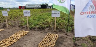 Odmiany ziemniaka PMHZ – nowe propozycje skrobiowe i sprawdzone odmiany jadalne