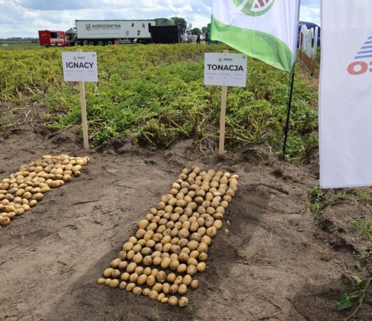 Odmiany ziemniaka PMHZ – nowe propozycje skrobiowe i sprawdzone odmiany jadalne