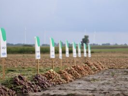 Cebula do przechowania i dla przemysłu – odmiana ma znaczenie Odmiana cebuli