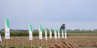 Cebula do przechowania i dla przemysłu – odmiana ma znaczenie Odmiana cebuli