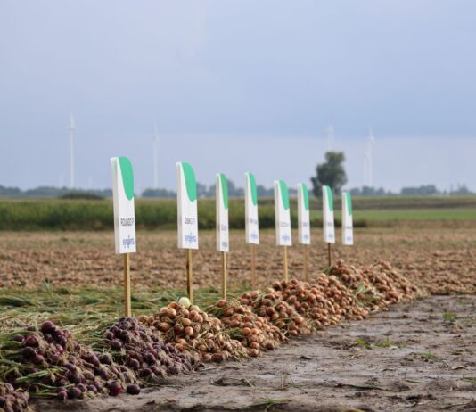 Cebula do przechowania i dla przemysłu – odmiana ma znaczenie Odmiana cebuli