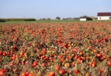 Pomidor gruntowy – wysoki plon już na początku sezonu pomidor gruntowy