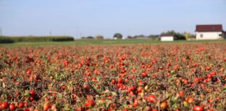 Pomidor gruntowy – wysoki plon już na początku sezonu pomidor gruntowy