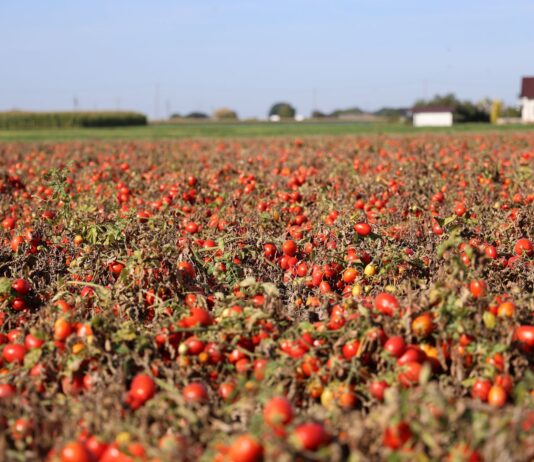 Pomidor gruntowy – wysoki plon już na początku sezonu pomidor gruntowy