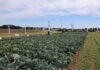 Kompleksowy program ochrony i biostymulacji kapusty kapusta, ochrona kapusty, syngenta, charsznica