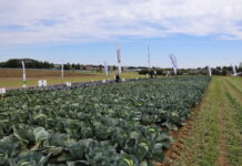 Kompleksowy program ochrony i biostymulacji kapusty kapusta, ochrona kapusty, syngenta, charsznica