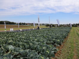 Kompleksowy program ochrony i biostymulacji kapusty kapusta, ochrona kapusty, syngenta, charsznica