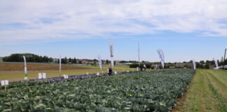 Kompleksowy program ochrony i biostymulacji kapusty kapusta, ochrona kapusty, syngenta, charsznica