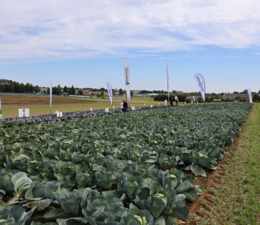 Kompleksowy program ochrony i biostymulacji kapusty kapusta, ochrona kapusty, syngenta, charsznica