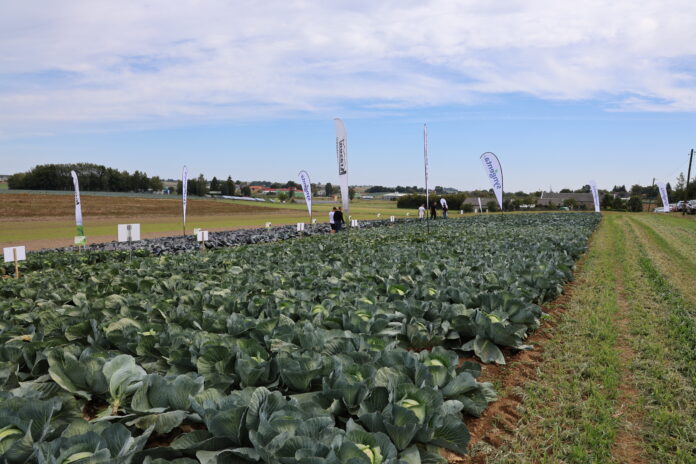 8K9A4732 kapusta, ochrona kapusty, syngenta, charsznica