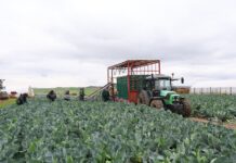 Kalafior na różne terminy produkcji kalafior zbiór