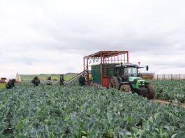 Kalafior na różne terminy produkcji kalafior zbiór