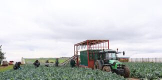 Kalafior na różne terminy produkcji kalafior zbiór